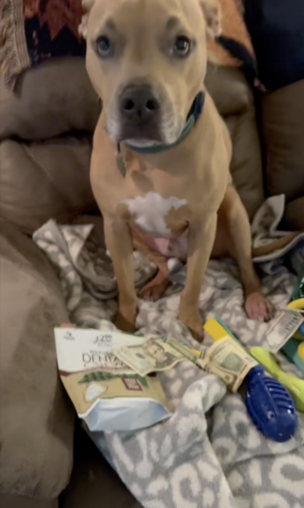 A light brown down sitting in a dog bed of toys and money to be included in a home music video being made
